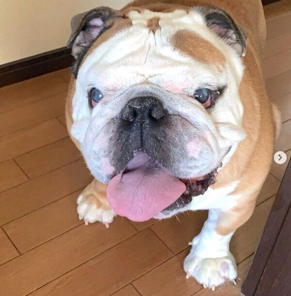 笑顔のぶるおくん