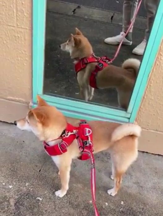 二度見するはなこちゃん