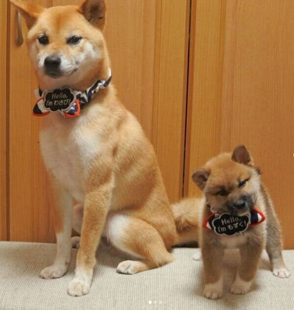 家族になった初日に先住犬の腕枕でぐっすり 柴犬子犬の 成長ビフォーアフター にグッとくる いぬのきもちweb Magazine 家族になった初日に先住犬の腕枕でぐっすり 柴犬子犬の 成長ビフォーアフター にグッとくる いぬのきもちweb Magazine