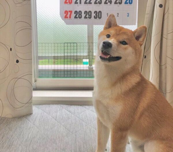 笑顔のこむぎくん