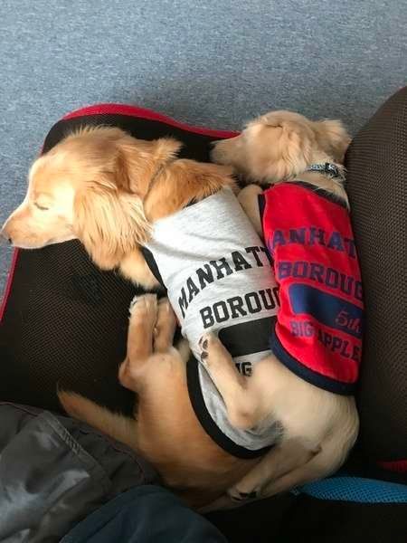 新入りさん、そんなにくっついてお昼寝しなくても、、、。