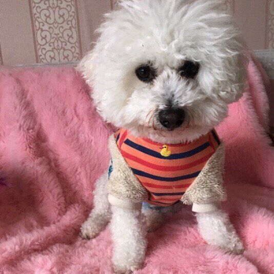 ビション・フリーゼのViViちゃん