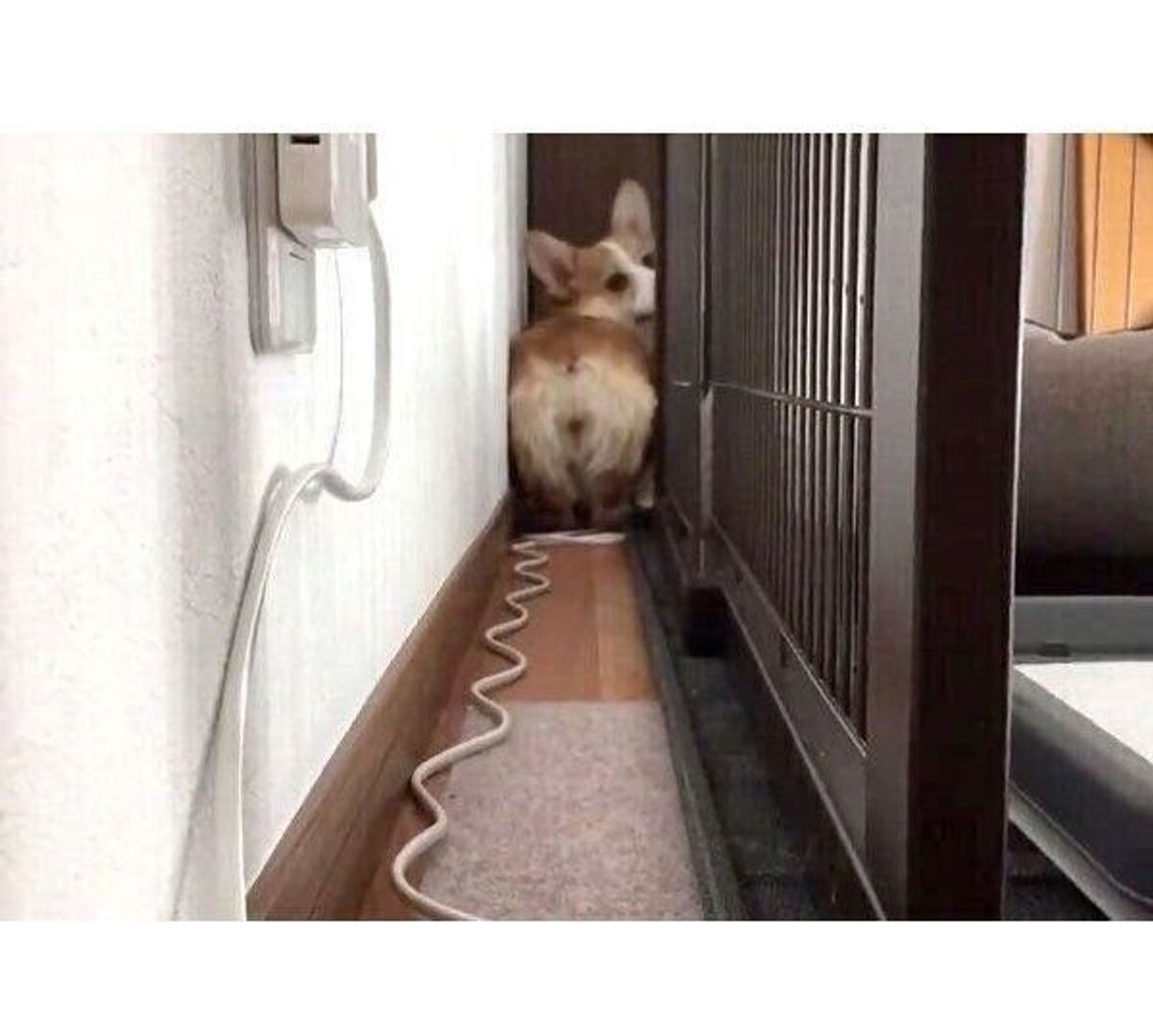 高速で迫り来るケツだけ星人 と話題になった犬 気になる その後 を飼い主に聞いた いぬのきもちweb Magazine 高速で迫り来るケツだけ星人 と話題になった犬 気になる その後 を飼い主に聞いた いぬのきもちweb Magazine