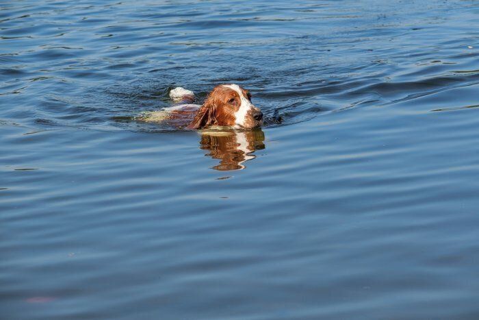 ウェルシュ・スプリンガー・スパニエル