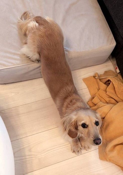 2024年12月22日時点の表示件数は151.6万回を超え、ぷくちゃんの伸びをする姿は話題に!