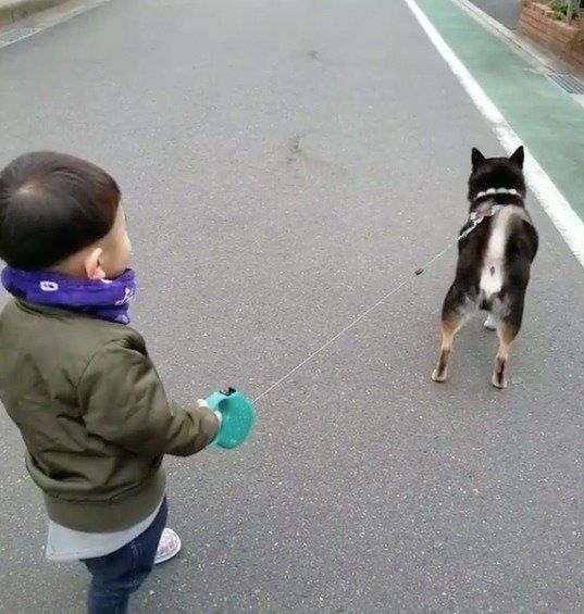 柴犬と男の子