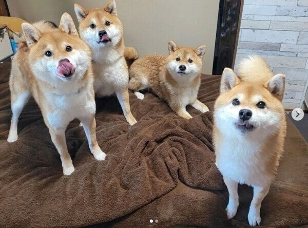 布団に集合する3世代柴犬ファミリー