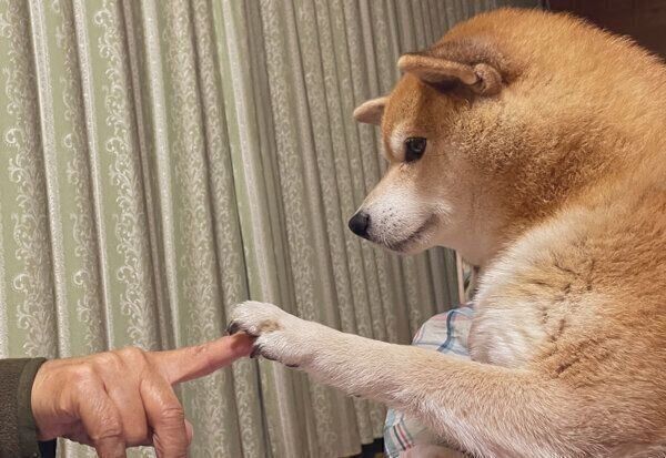 おじいちゃんと指タッチするえまちゃん