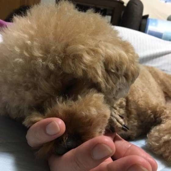 手をなめているトイプードル