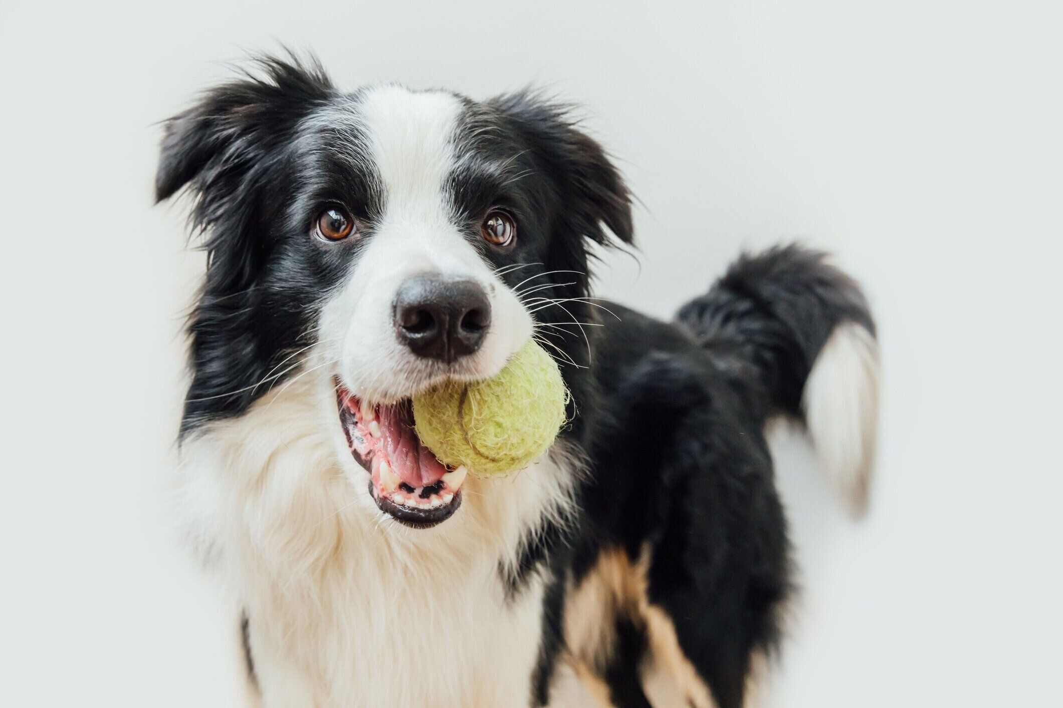 ボールをくわえた犬