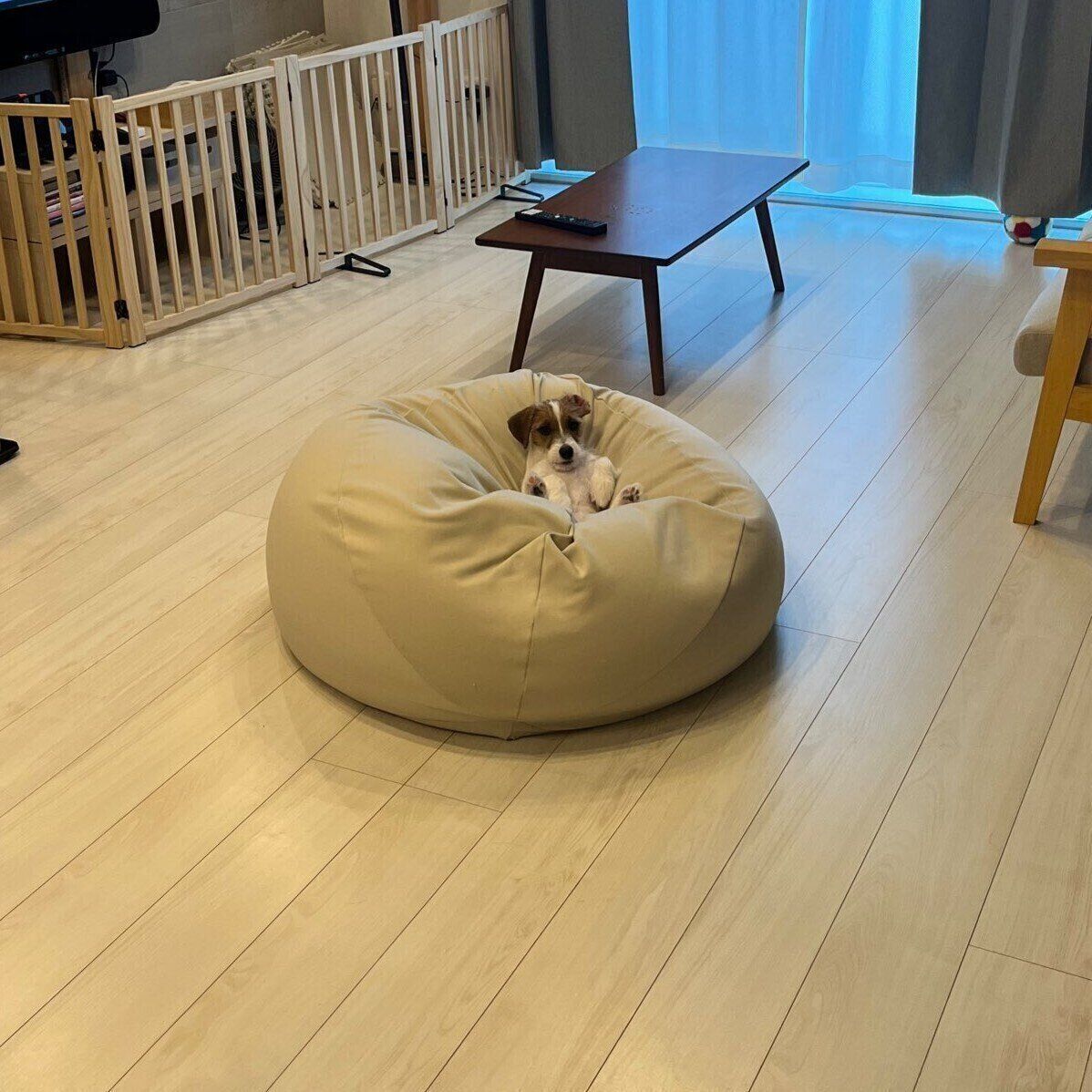 話題の投稿　クッションの上から家族が出勤する様子を見るぱやちゃん