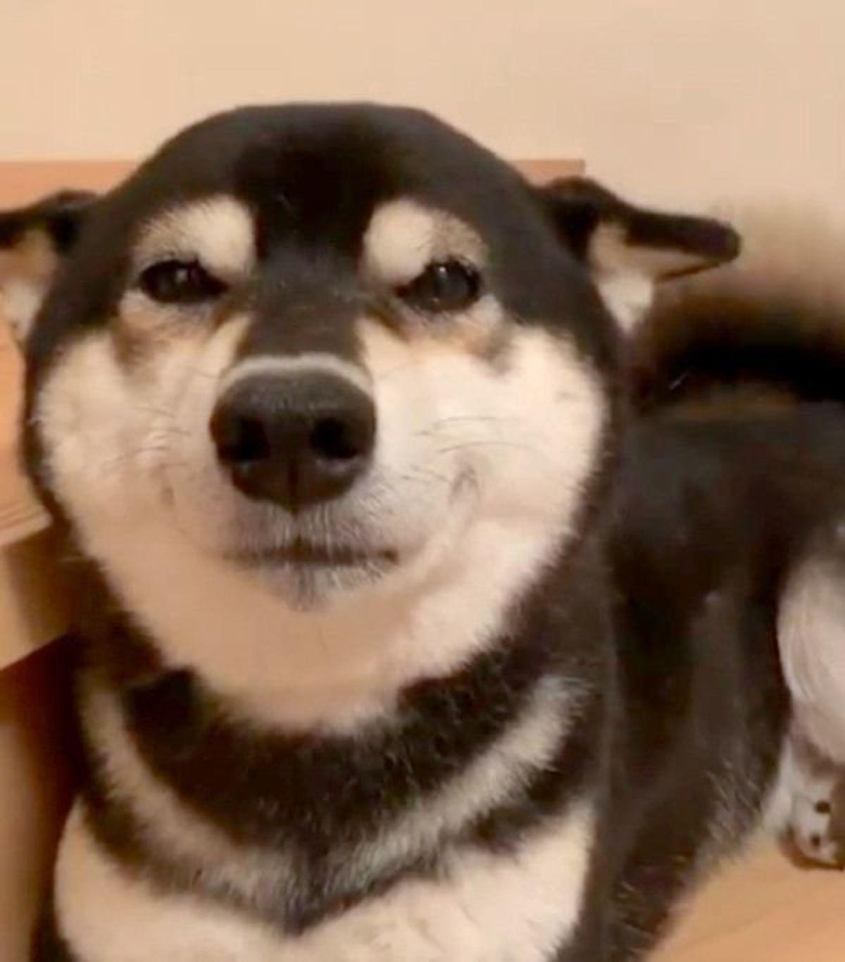 全力で ヒコーキ耳 をするワンコ4選 このときの犬の気持ちって いぬのきもちweb Magazine 全力で ヒコーキ耳 をするワンコ4選 このときの犬の気持ちって いぬのきもちweb Magazine