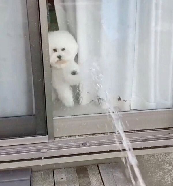 水に反応するしらすくん