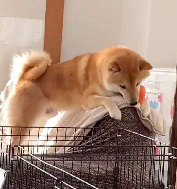 ボール遊びをするふう太くん