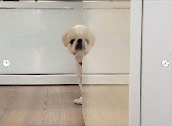 分身の術をするペキニーズ