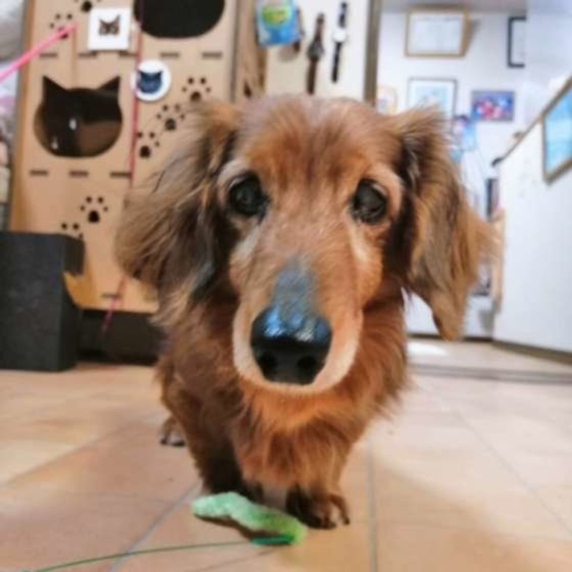 もう年だから と見過ごしがちなシニア犬の病気とは いぬのきもちweb Magazine もう年だから と見過ごしがちなシニア犬の病気とは いぬのきもちweb Magazine