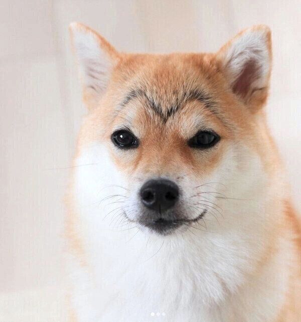 「カモメ眉」が可愛いこまりちゃん