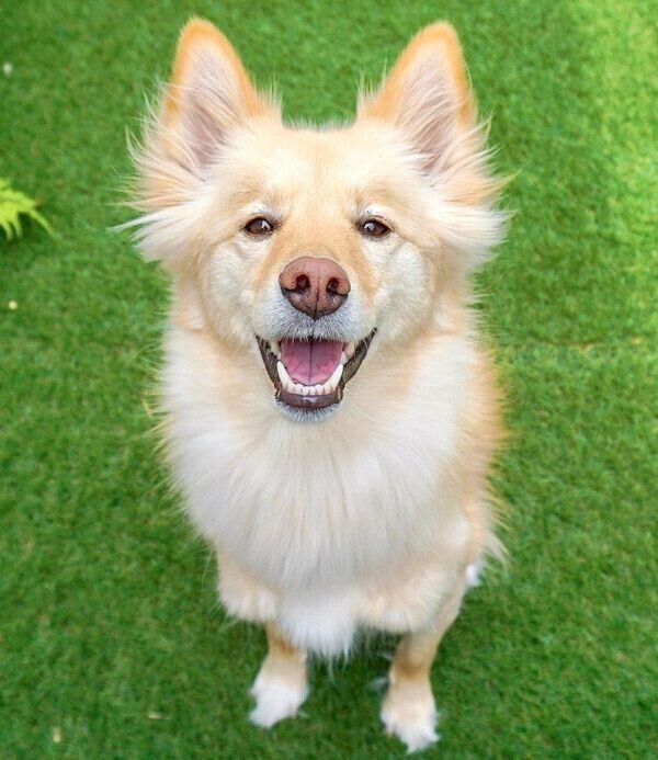 笑顔のあられちゃん