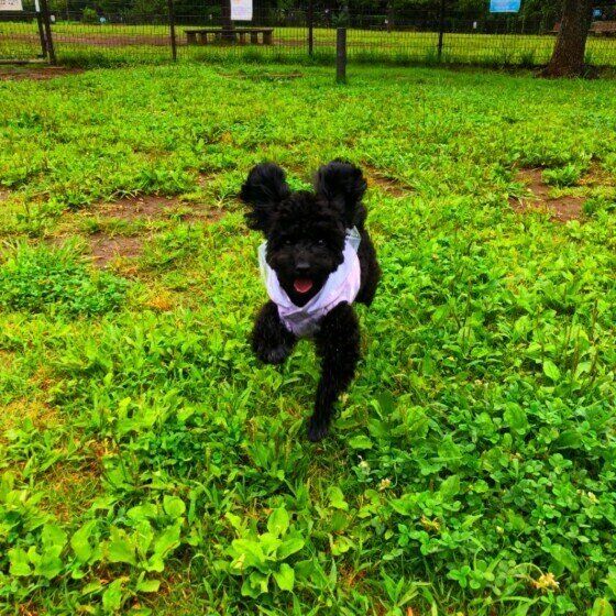 トイ・プードルの文太くん