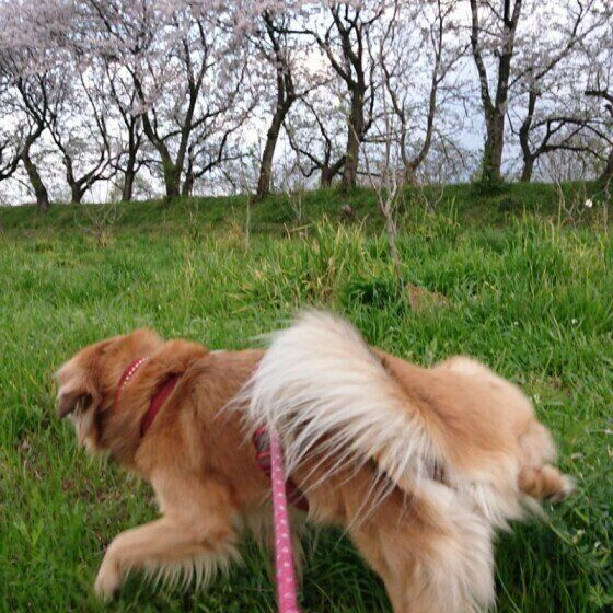 散歩中の犬は不思議な行動をと取りやすい お散歩時のオシッコの謎に迫る いぬのきもちweb Magazine