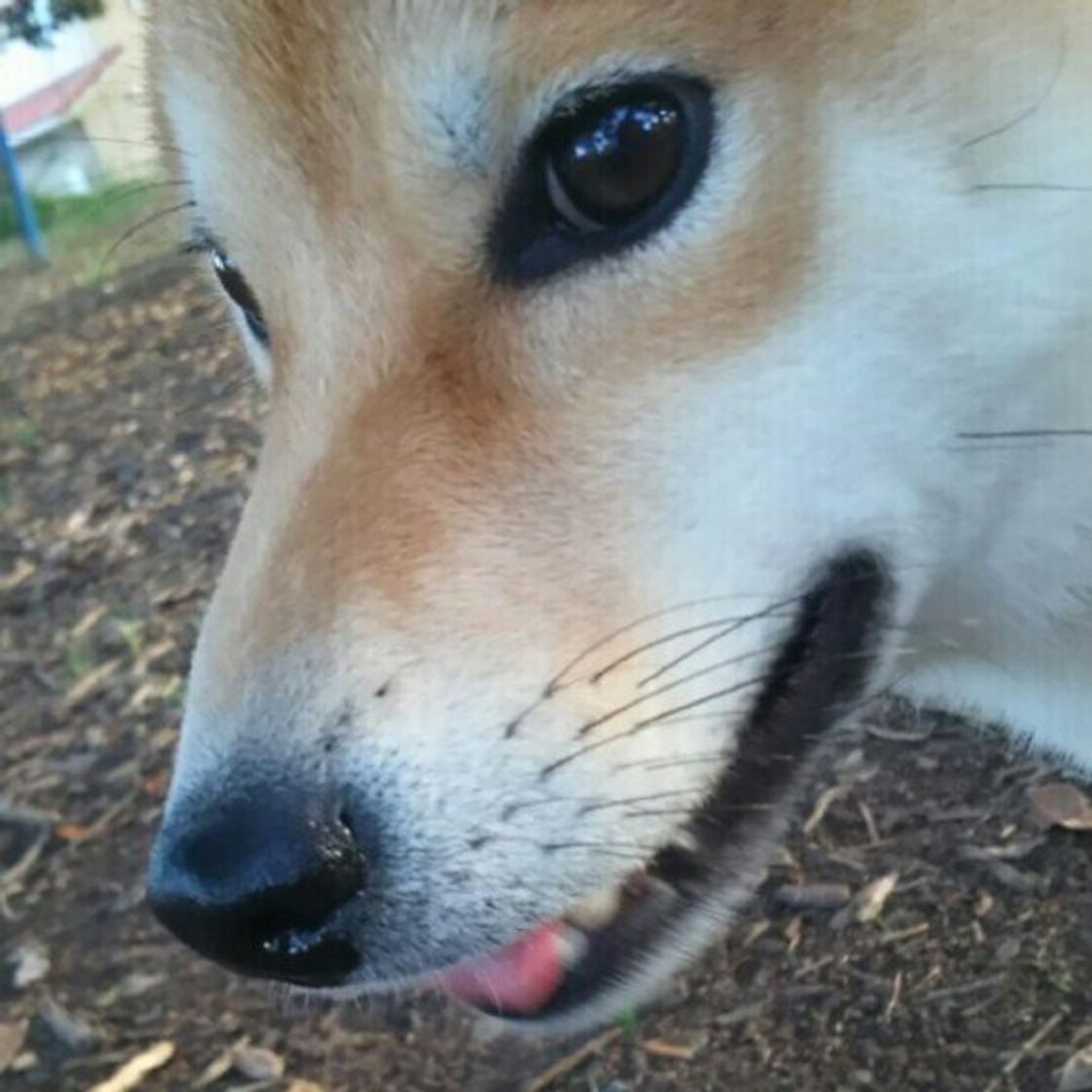 獣医師監修 犬にアーモンドはng 食べてしまったときの症状と対処方法 いぬのきもちweb Magazine 獣医師監修 犬にアーモンドはng 食べてしまったときの症状と対処方法 いぬのきもちweb Magazine