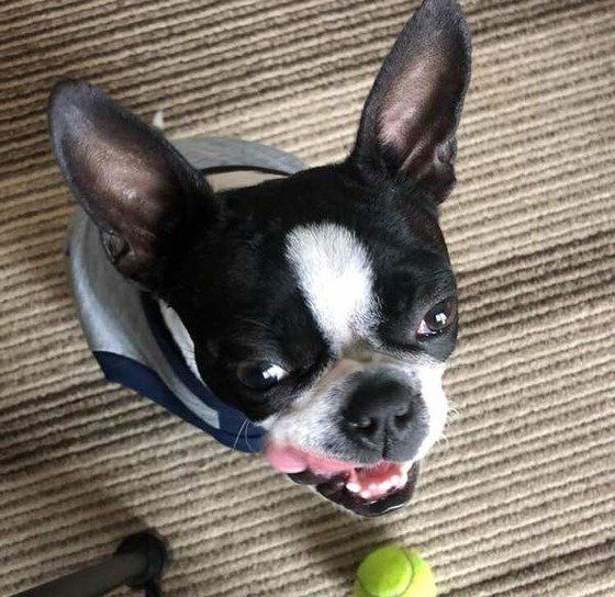 ボールで遊ぶボストン・テリア