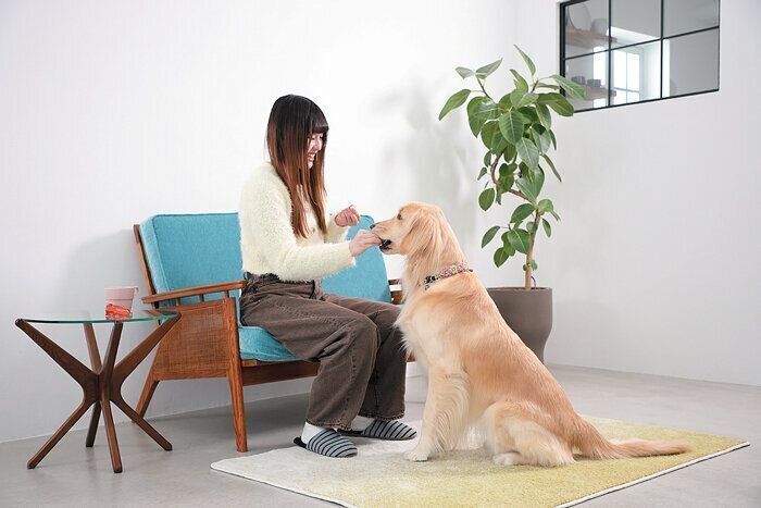 飼い主からおやつをもらう愛犬