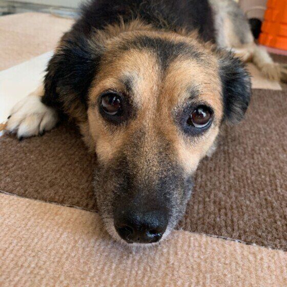 ご飯を待つ中型Mix犬