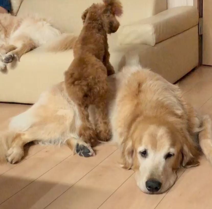 ソファに上りたいトイ・プードル