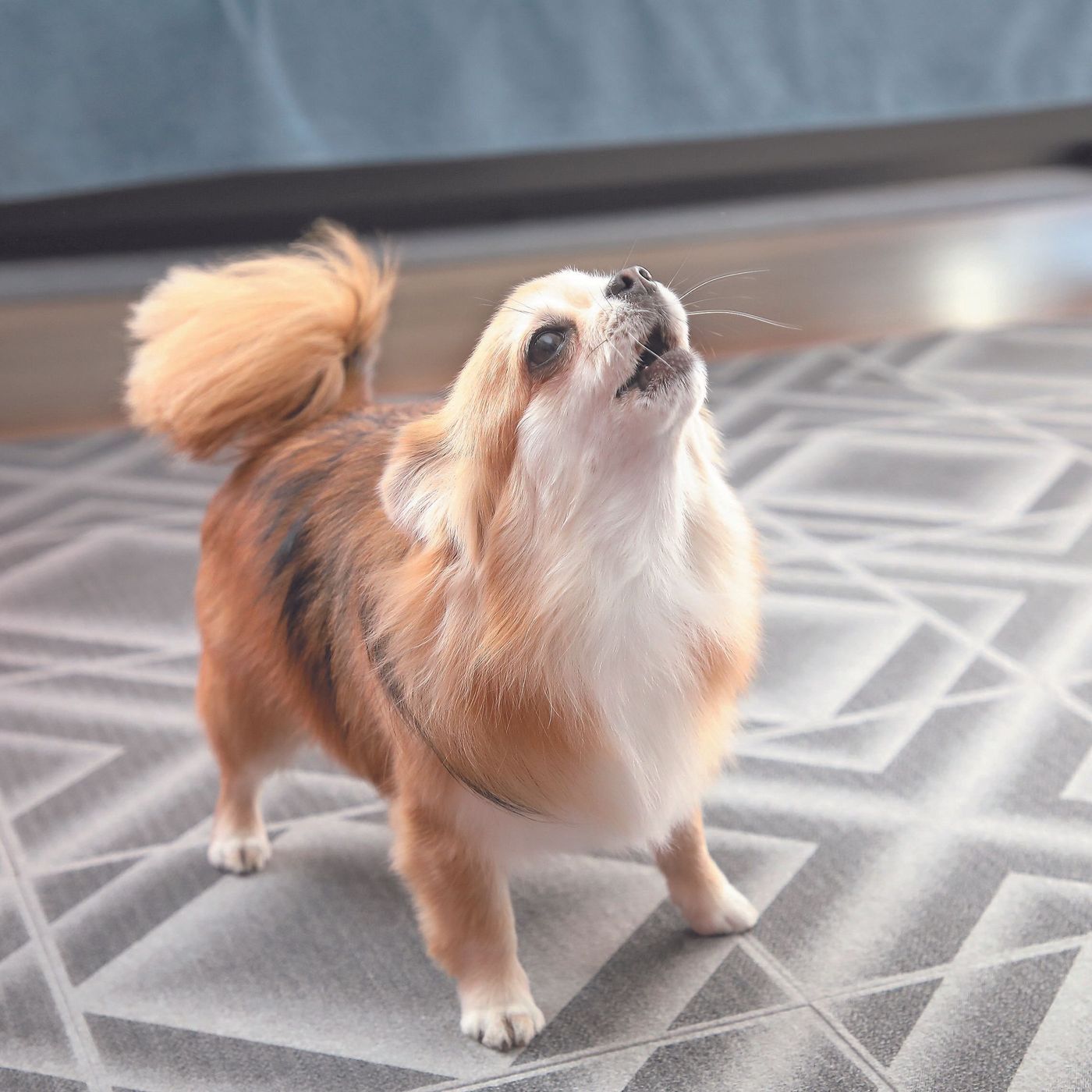 犬の無駄吠えを防ぐアプリ 16 e8bd9a9a ec05 4957 bc33 d045d005fd63