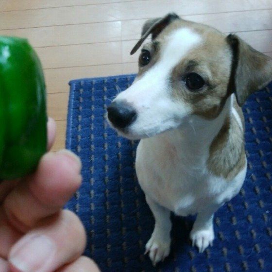 見つめるジャック・ラッセル・テリア