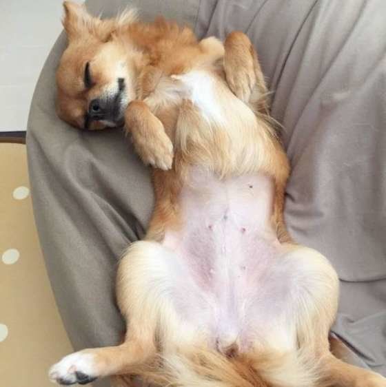 犬の幸せそうな姿 無防備なヘソ天で寝るチワワ
