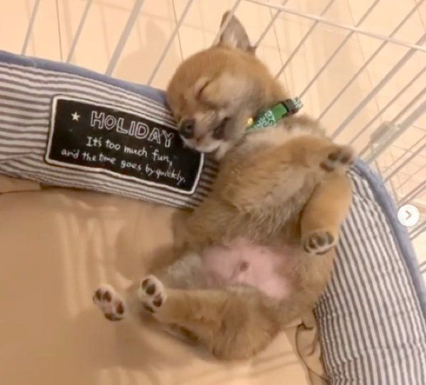 熟睡する富くん