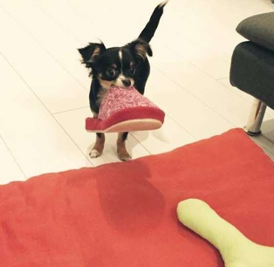 チワワのらんちゃん