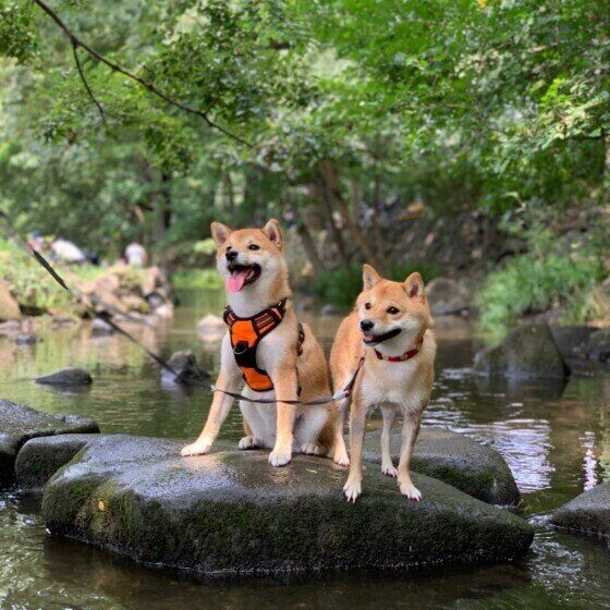 お出かけ時に車酔いや体調を崩しやすい犬へのケア いぬのきもち