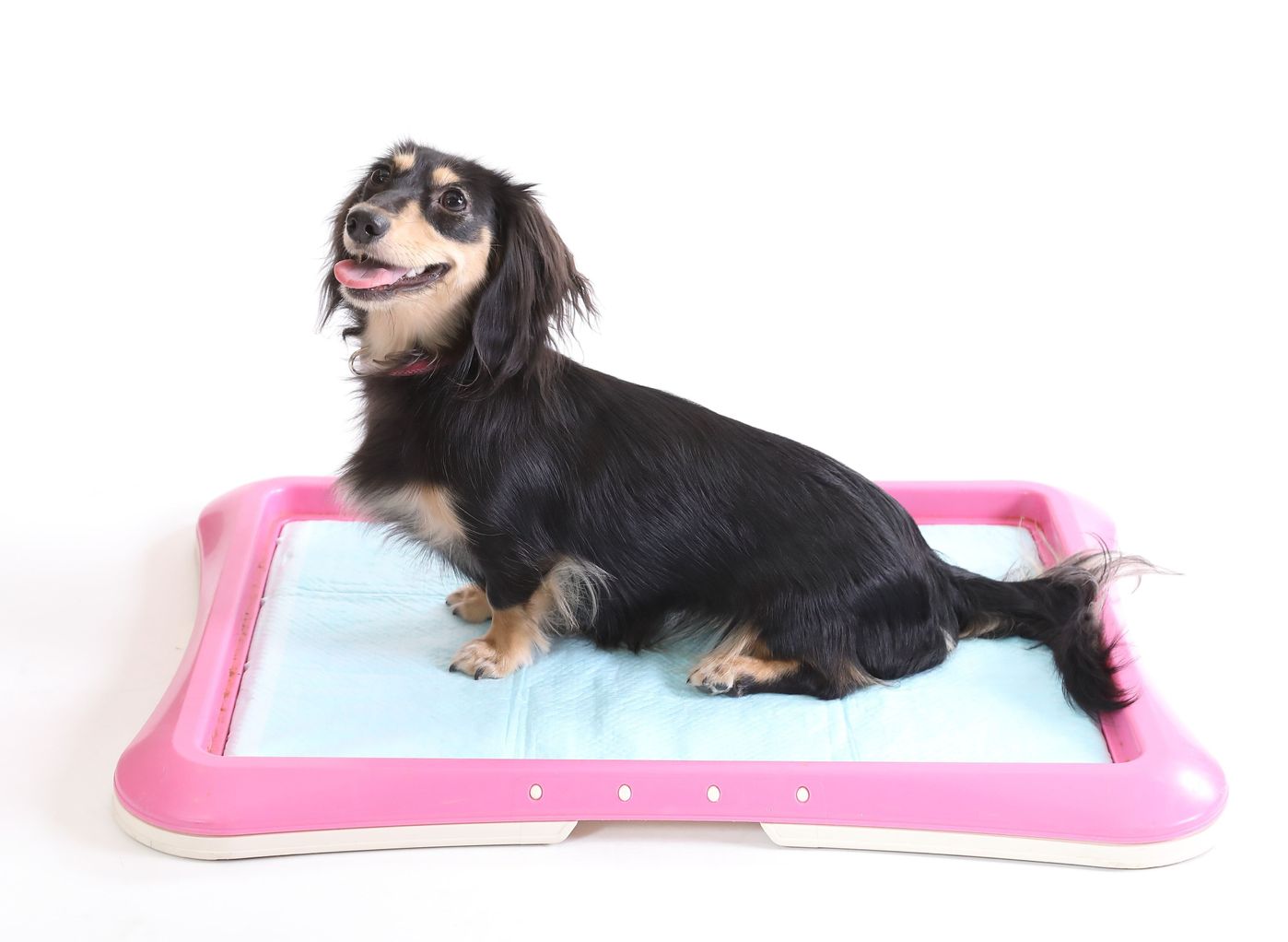 はみ出しやそそうと無縁に 犬の体型別 正しいトイレの選び方 いぬのきもちweb Magazine はみ出しやそそうと無縁に 犬の体型別 正しいトイレの選び方 いぬのきもちweb Magazine