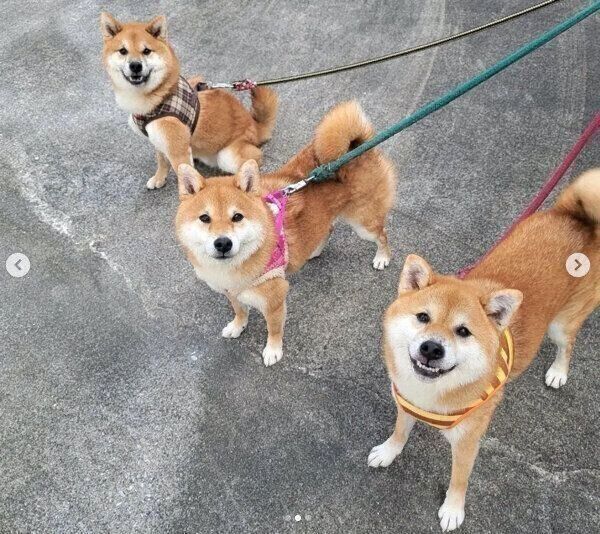 仲良しなコイくん、トロくん、ウニくん