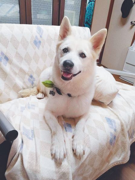 栃木県の元野犬だったリブちゃん（現在推定11才）を迎えた飼い主さんは、その後保護犬の預かりも始めたそう