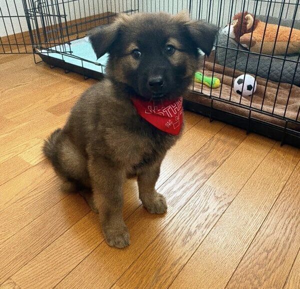 シャンプー後のくま子ちゃん