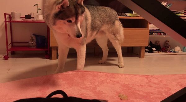 絨毯で遊ぶシベリアン・ハスキー