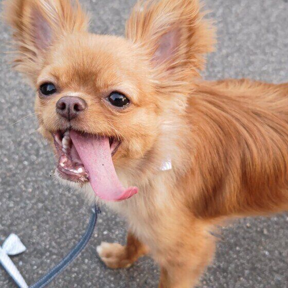 外遊びするチワワの男の子