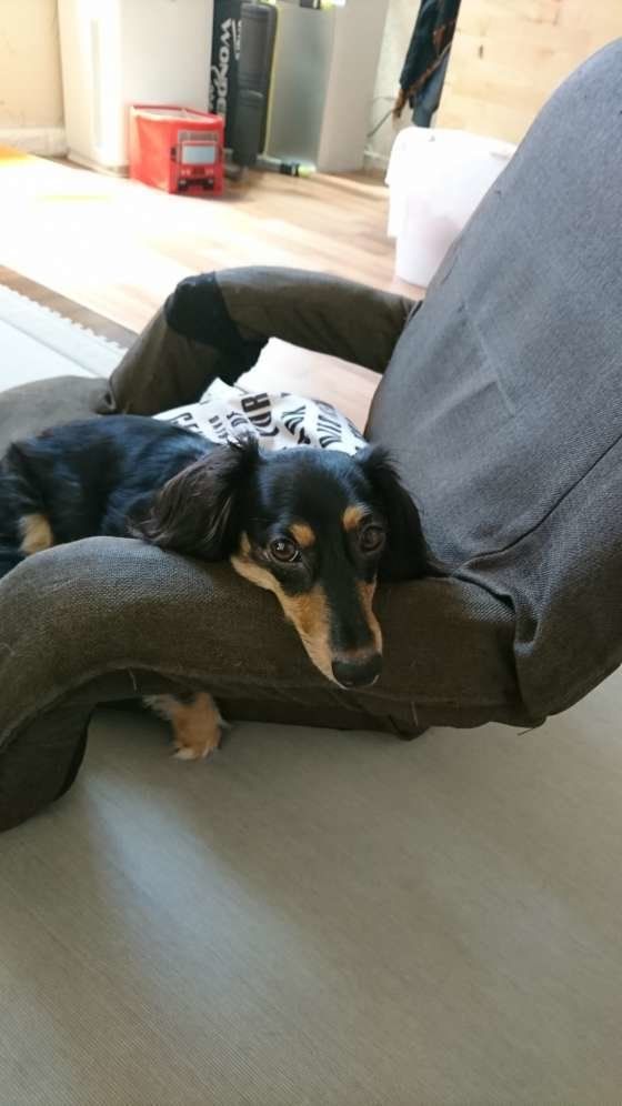 肘置きにあごのせしているダックスフンド