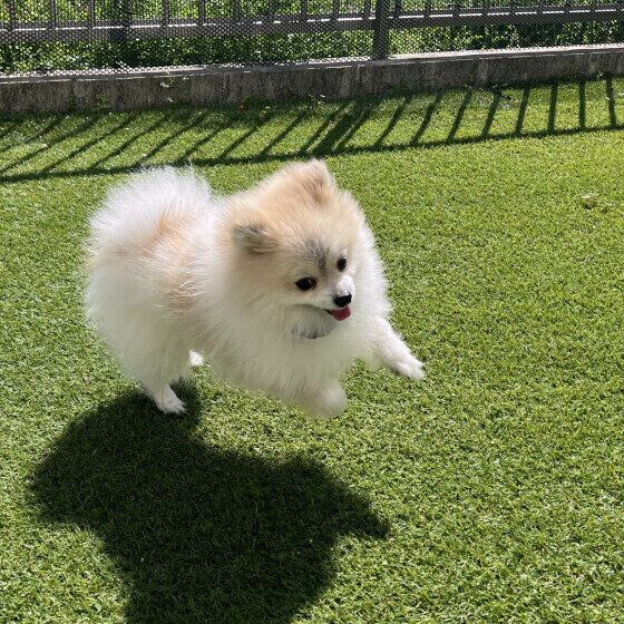 おかえり！をするポメラニアン