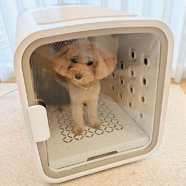 試したのは、スタッフMと愛犬モコ(メス・13才/2.6kg/トイ・プードル/ビビリ)