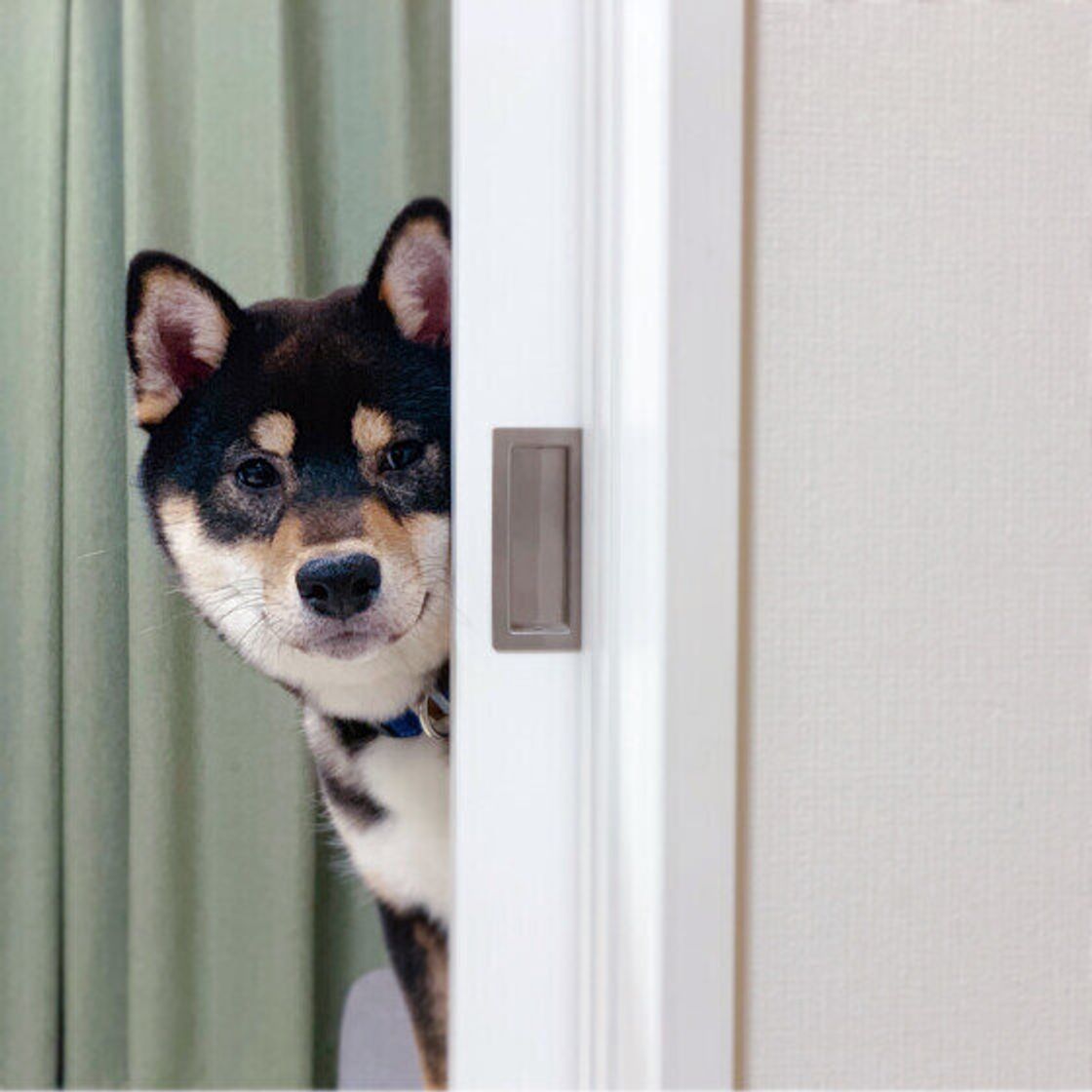 こっそりと熱い視線で人を観察している 物陰や遠くからのぞく犬の心理とは いぬのきもちweb Magazine こっそりと熱い視線で人を観察している 物陰や遠くからのぞく犬の心理とは いぬのきもちweb Magazine