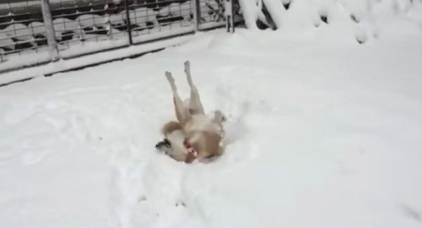 雪で遊ぶ犬