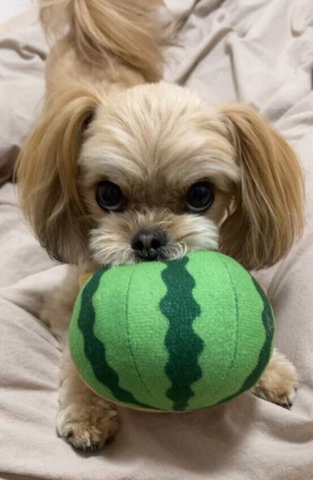 おもちゃで遊ぶ犬