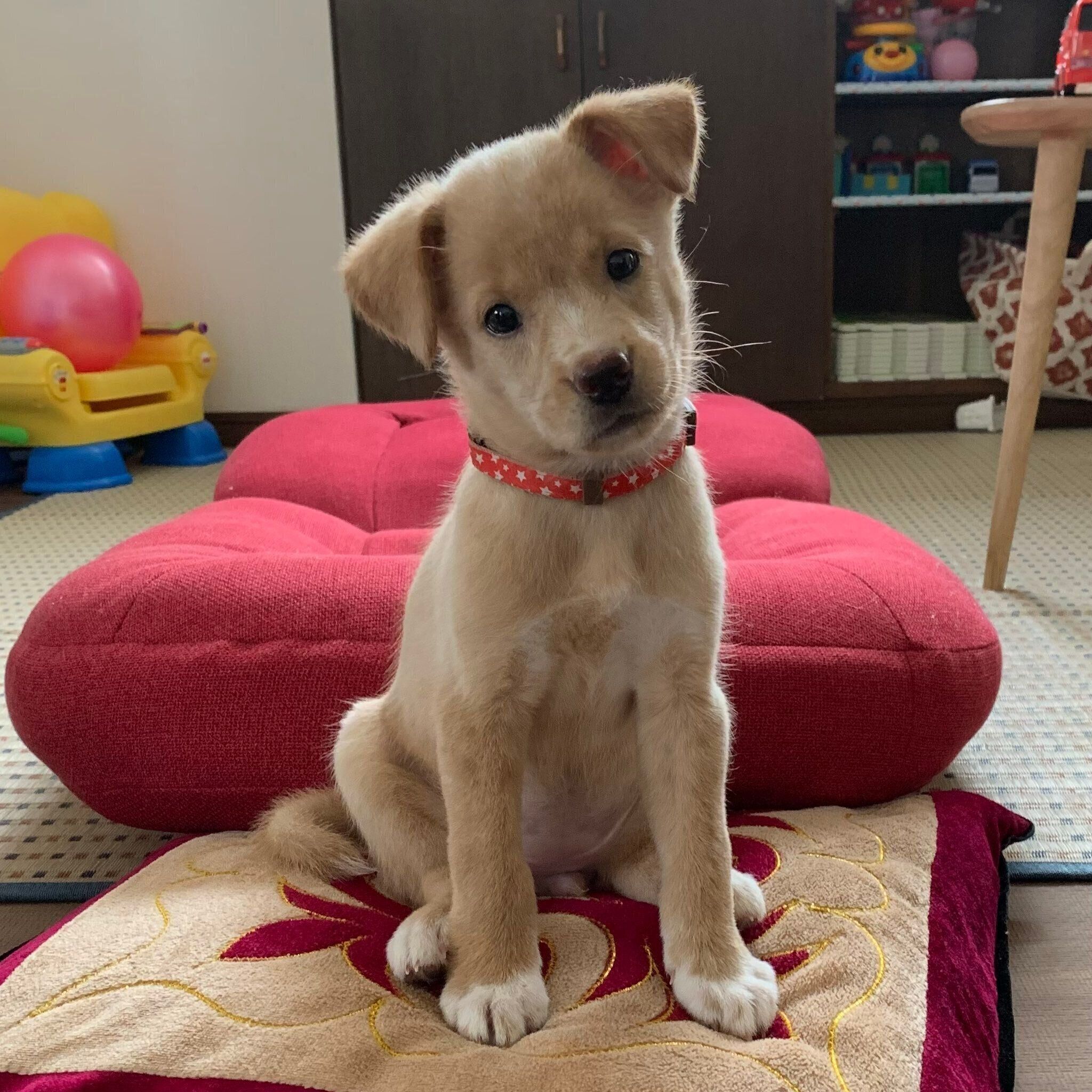 子犬時代のあんみつちゃん　かわいすぎる