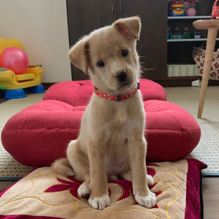 子犬時代のあんみつちゃん かわいすぎる