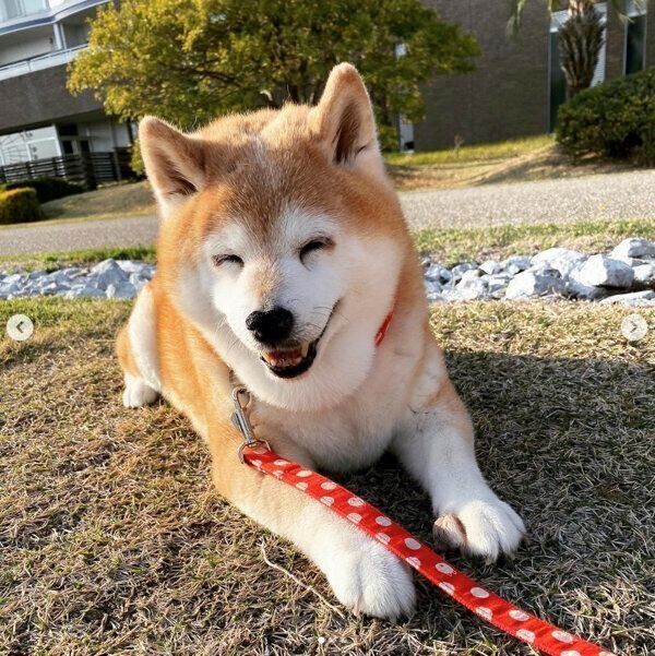 可愛らしい笑顔を見せるあずきちゃん